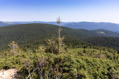 Yazın Ukrayna Karpatları 'nda dağ manzarası.