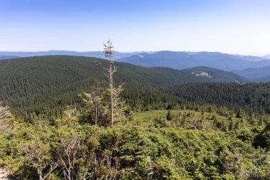 Yazın Ukrayna Karpatları 'nda dağ manzarası.