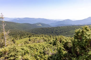 Yazın Ukrayna Karpatları 'nda dağ manzarası.