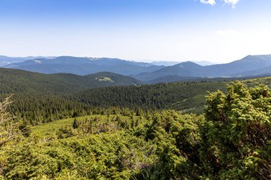 Yazın Ukrayna Karpatları 'nda dağ manzarası.
