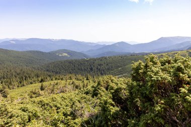 Yazın Ukrayna Karpatları 'nda dağ manzarası.