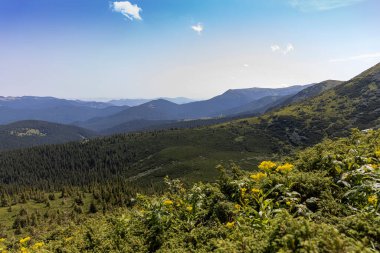 Yazın Ukrayna Karpatları 'nda dağ manzarası.