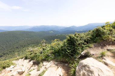 Yazın Ukrayna Karpatları 'nda dağ manzarası.