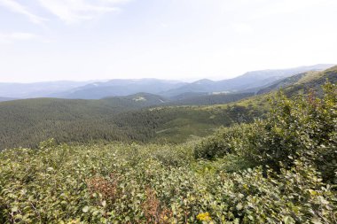 Yazın Ukrayna Karpatları 'nda dağ manzarası.
