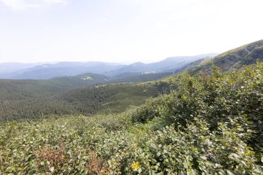 Yazın Ukrayna Karpatları 'nda dağ manzarası.