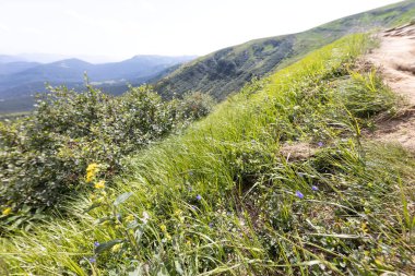 Yazın Ukrayna Karpatları 'nda dağ manzarası.