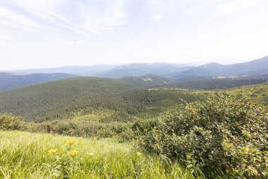 Yazın Ukrayna Karpatları 'nda dağ manzarası.