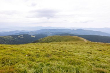 Yazın Ukrayna Karpatları 'nda dağ manzarası.