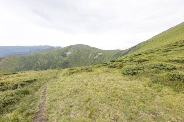 Bir yaz günü Ukrayna Karpatları 'nda dağ panoraması.