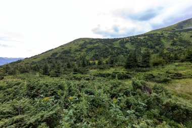Ukrayna dağlarının panoramik manzarası Karpatlar