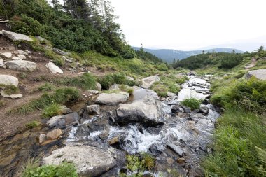 Ukrayna Karpatları 'nda bir yaz gününde dağ deresi