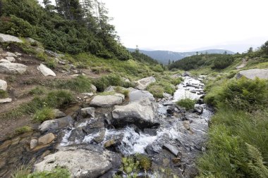 Ukrayna Karpatları 'nda bir yaz gününde dağ deresi