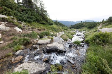Ukrayna Karpatları 'nda bir yaz gününde dağ deresi