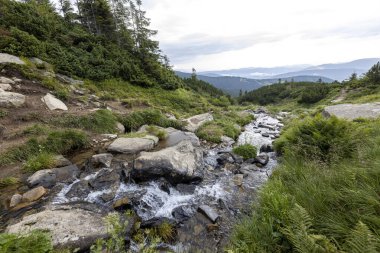 Ukrayna Karpatları 'nda bir yaz gününde dağ deresi