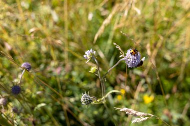 Ukrayna Karpatları 'ndaki dağ çiçekleri. Makro görünümü kapat.