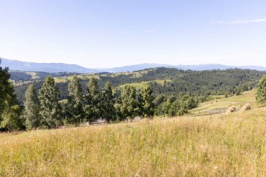 Yazın Ukrayna Karpatları 'nda dağ manzarası.
