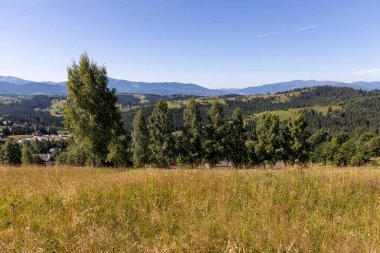 Yazın Ukrayna Karpatları 'nda dağ manzarası.