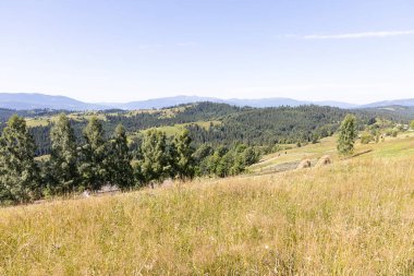 Yazın Ukrayna Karpatları 'nda dağ manzarası.