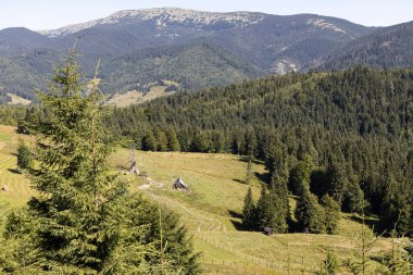 Yazın Ukrayna Karpatları 'nda dağ manzarası.