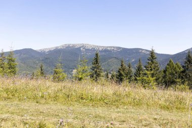 Yazın Ukrayna Karpatları 'nda dağ manzarası.