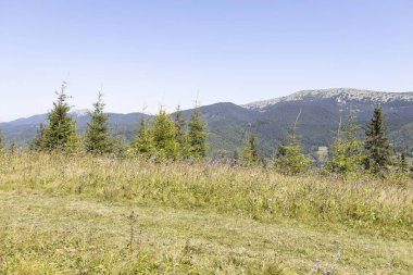 Yazın Ukrayna Karpatları 'nda dağ manzarası.