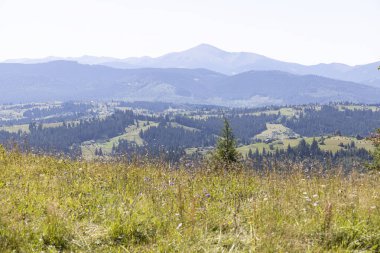 Yazın Ukrayna Karpatları 'nda dağ manzarası.