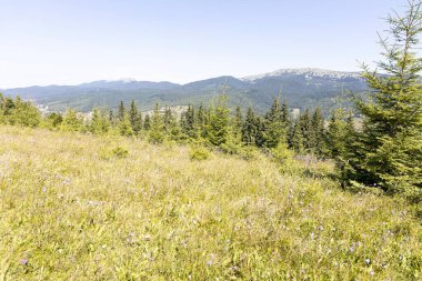Yazın Ukrayna Karpatları 'nda dağ manzarası.
