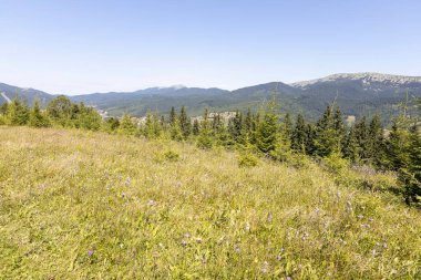 Yazın Ukrayna Karpatları 'nda dağ manzarası.