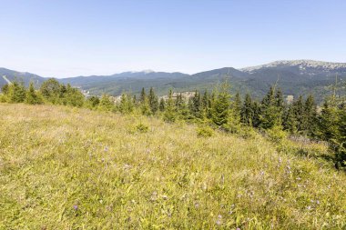 Yazın Ukrayna Karpatları 'nda dağ manzarası.
