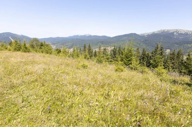Yazın Ukrayna Karpatları 'nda dağ manzarası.