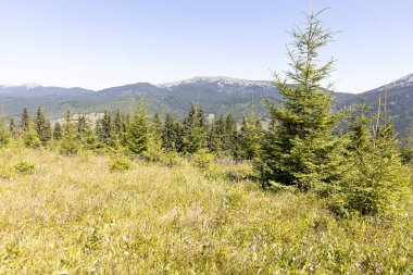 Yazın Ukrayna Karpatları 'nda dağ manzarası.