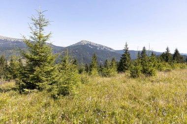 Yazın Ukrayna Karpatları 'nda dağ manzarası.