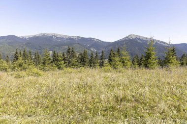 Yazın Ukrayna Karpatları 'nda dağ manzarası.