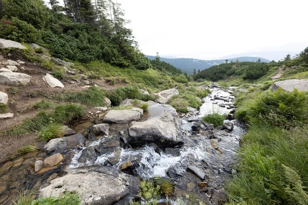 Ukrayna Karpatları 'nda bir yaz gününde dağ deresi