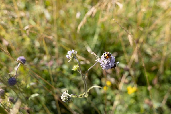 Mountain Flowers Ukrainian Carpathians Close Macro View — Foto Stock