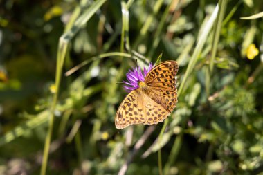 Çiçeğin üzerindeki kelebek doğal bir arka planda. Makro görünümü kapat.