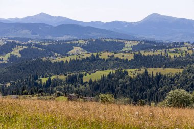 Yazın Ukrayna Karpatları 'nda dağ manzarası.