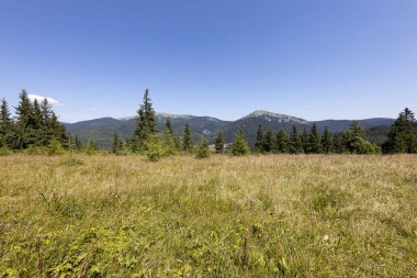 Yazın Ukrayna Karpatları 'nda dağ manzarası.