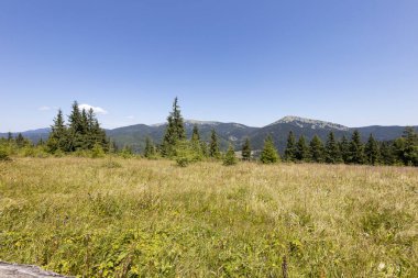 Yazın Ukrayna Karpatları 'nda dağ manzarası.