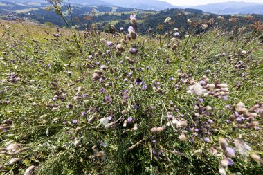 Ukrayna Karpatlarının dağ çiçekleri bir yaz gününde doğal bir arka planda.