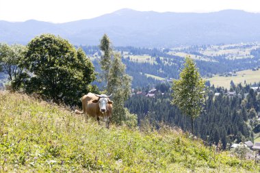 Bir yaz günü Ukrayna Karpatları 'nda yeşil bir çayırdaki inek..