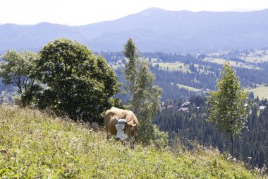 Bir yaz günü Ukrayna Karpatları 'nda yeşil bir çayırdaki inek..