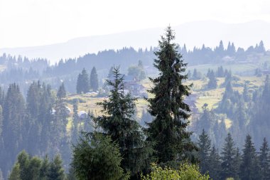 Bir yaz günü Ukrayna Karpatları 'nda dağ panoraması.