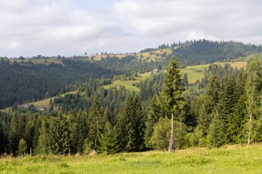 Bir yaz günü Ukrayna Karpatları 'nda dağ panoraması.