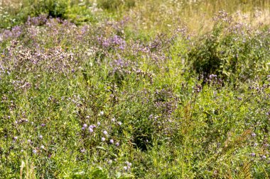 Ukrayna Karpatlarının dağ çiçekleri bir yaz gününde doğal bir arka planda.