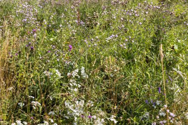 Ukrayna Karpatlarının dağ çiçekleri bir yaz gününde doğal bir arka planda.