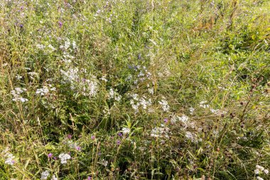 Ukrayna Karpatlarının dağ çiçekleri bir yaz gününde doğal bir arka planda.