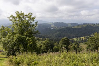 Bir yaz günü Ukrayna Karpatları 'nda dağ panoraması.
