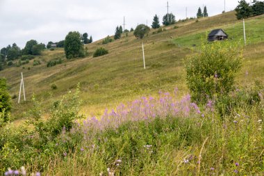 Ukrayna Karpatlarının dağ çiçekleri bir yaz gününde doğal bir arka planda.
