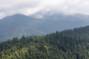 Bir yaz günü Ukrayna Karpatları 'nda dağ panoraması.